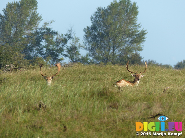 FZ019625 Fallow deer (Dama dama) resting in morning sun